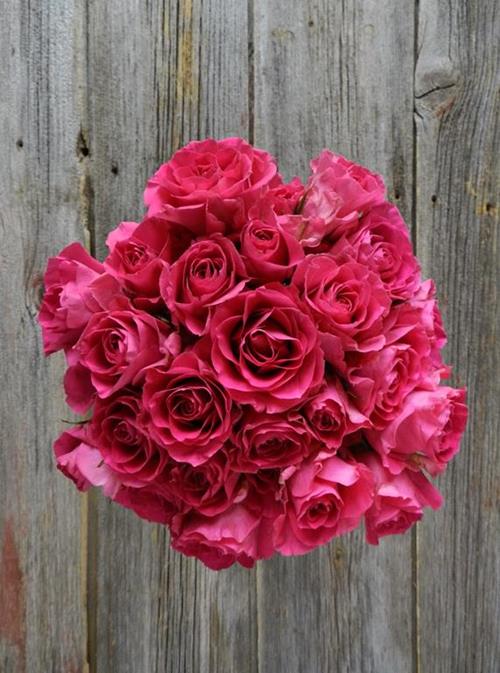 SUPER NOVA  HOT PINK SPRAY ROSES